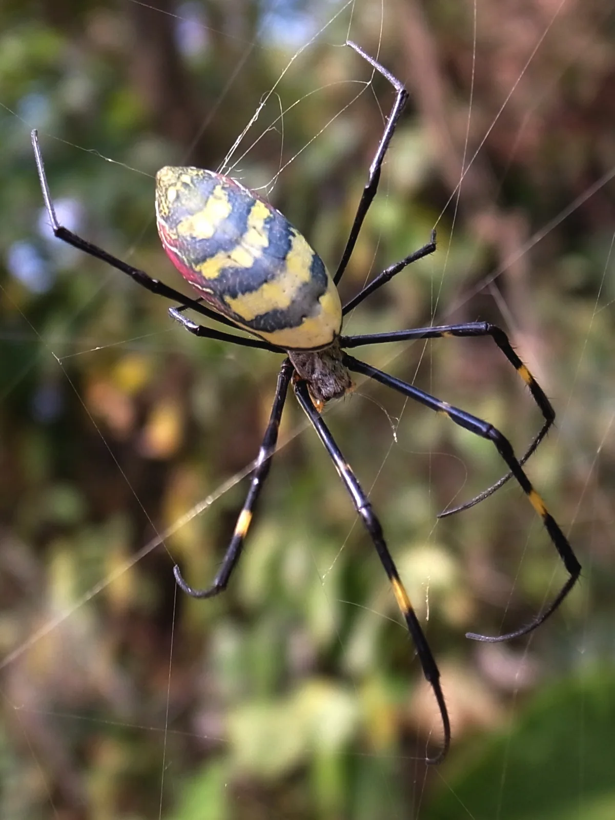 A female Joro spider